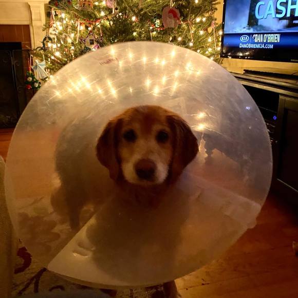 munsondog